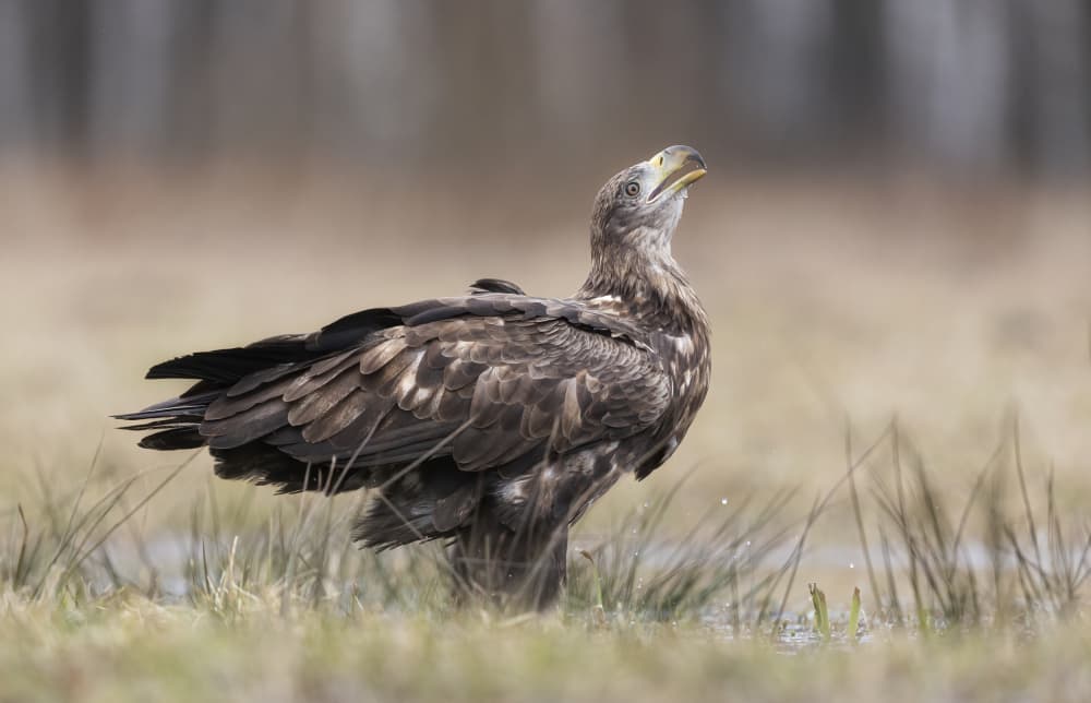 Eagle Looking Up by Marco Barisone — canvas wall art