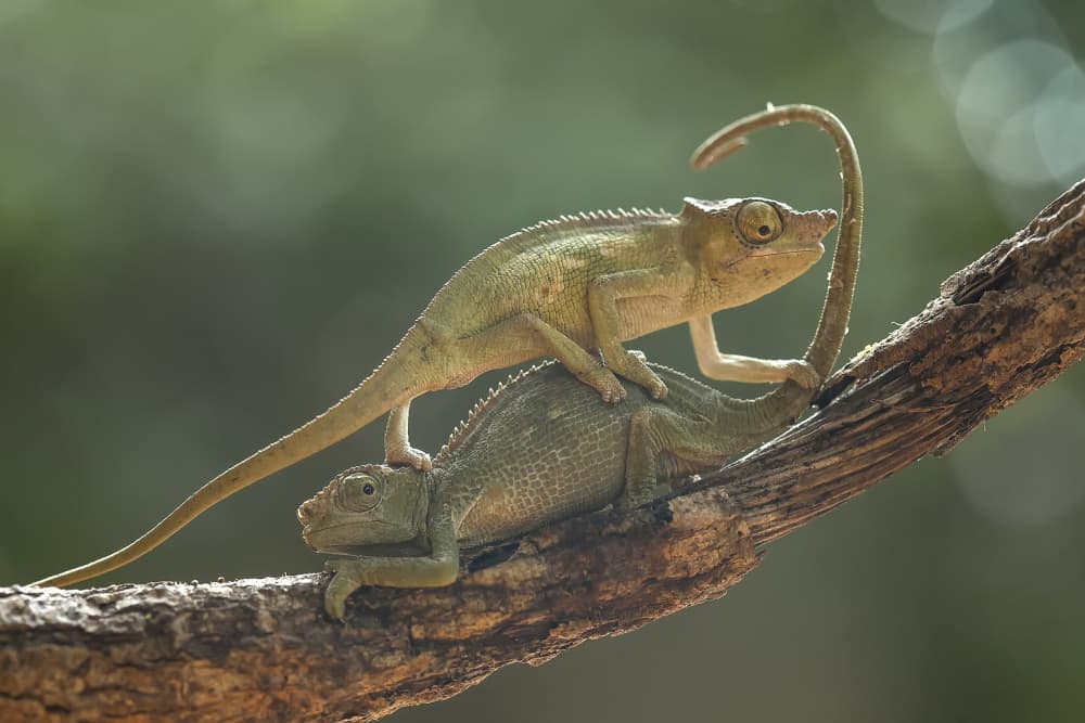Chameleon Couple on Branch by Abdul Gapur Dayak — canvas wall art
