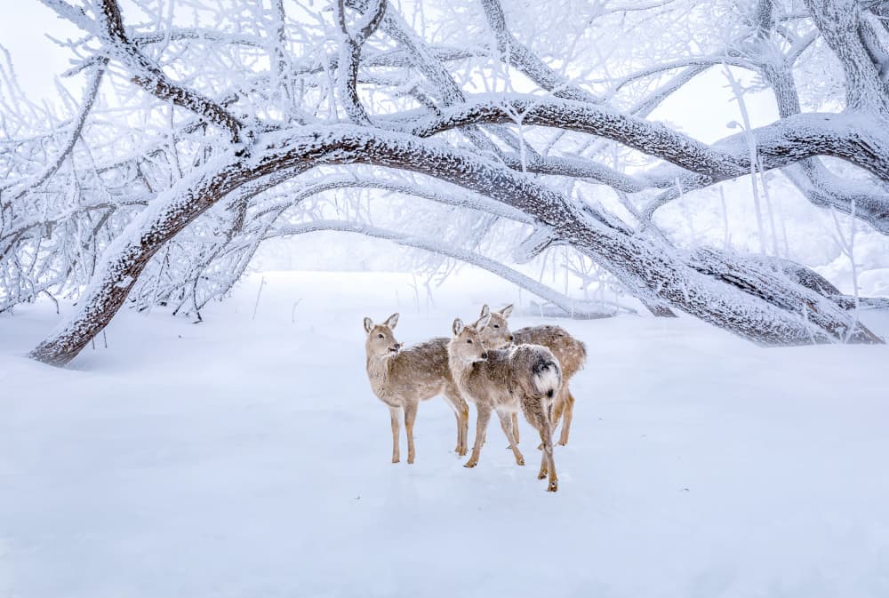 Frosted Winter Deer by Irene Wu — canvas wall art