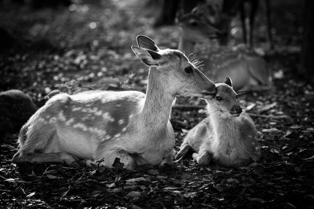 Mother Fawn Embrace by YUTAKA KURAHASHI — canvas wall art