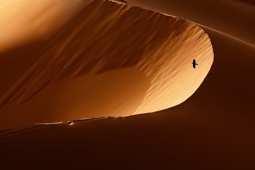 Golden Dune Flight by Gina Buliga — canvas wall art