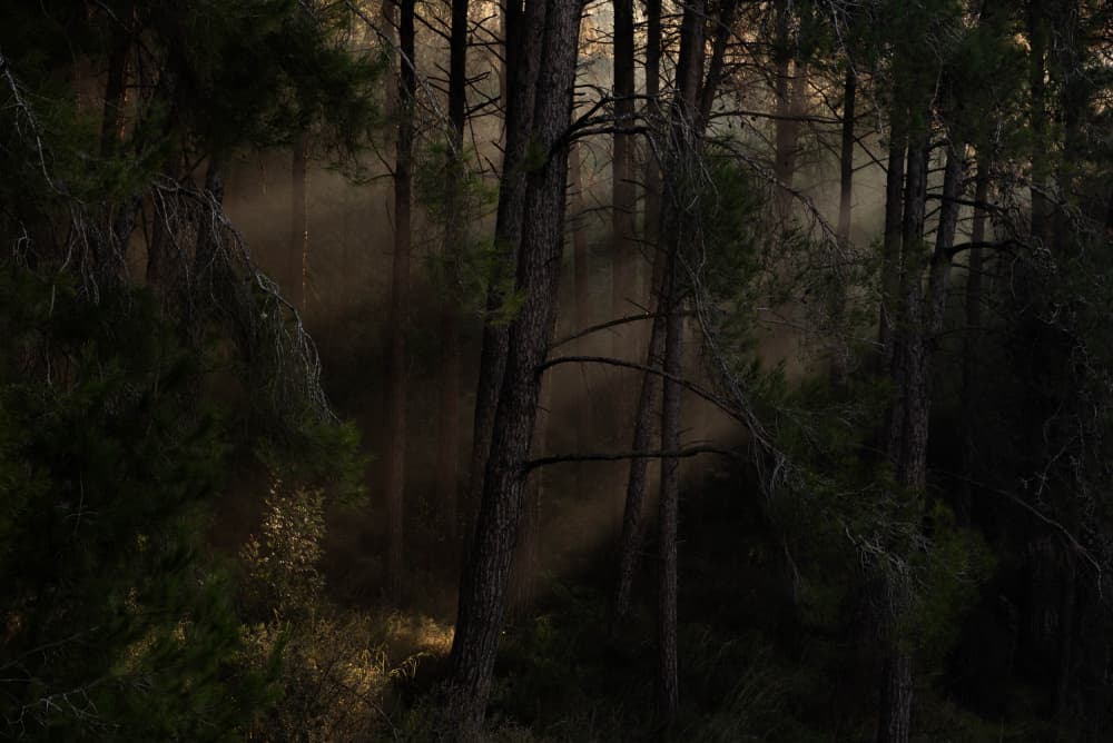 Misty Forest Light by Dov Amar — canvas wall art