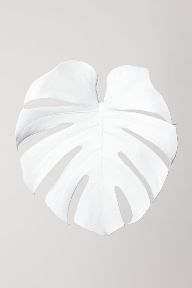 White Monstera Leaf by Pictufy Studio III — canvas wall art