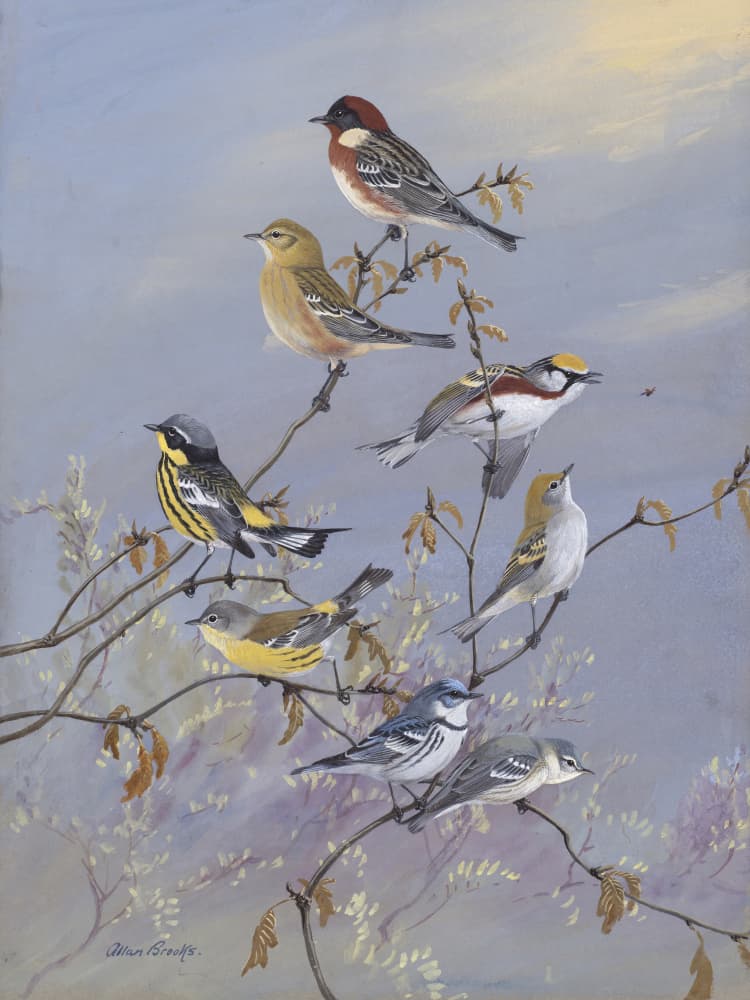 Warblers 001 By Allan Brooks by Allan Brooks — canvas wall art
