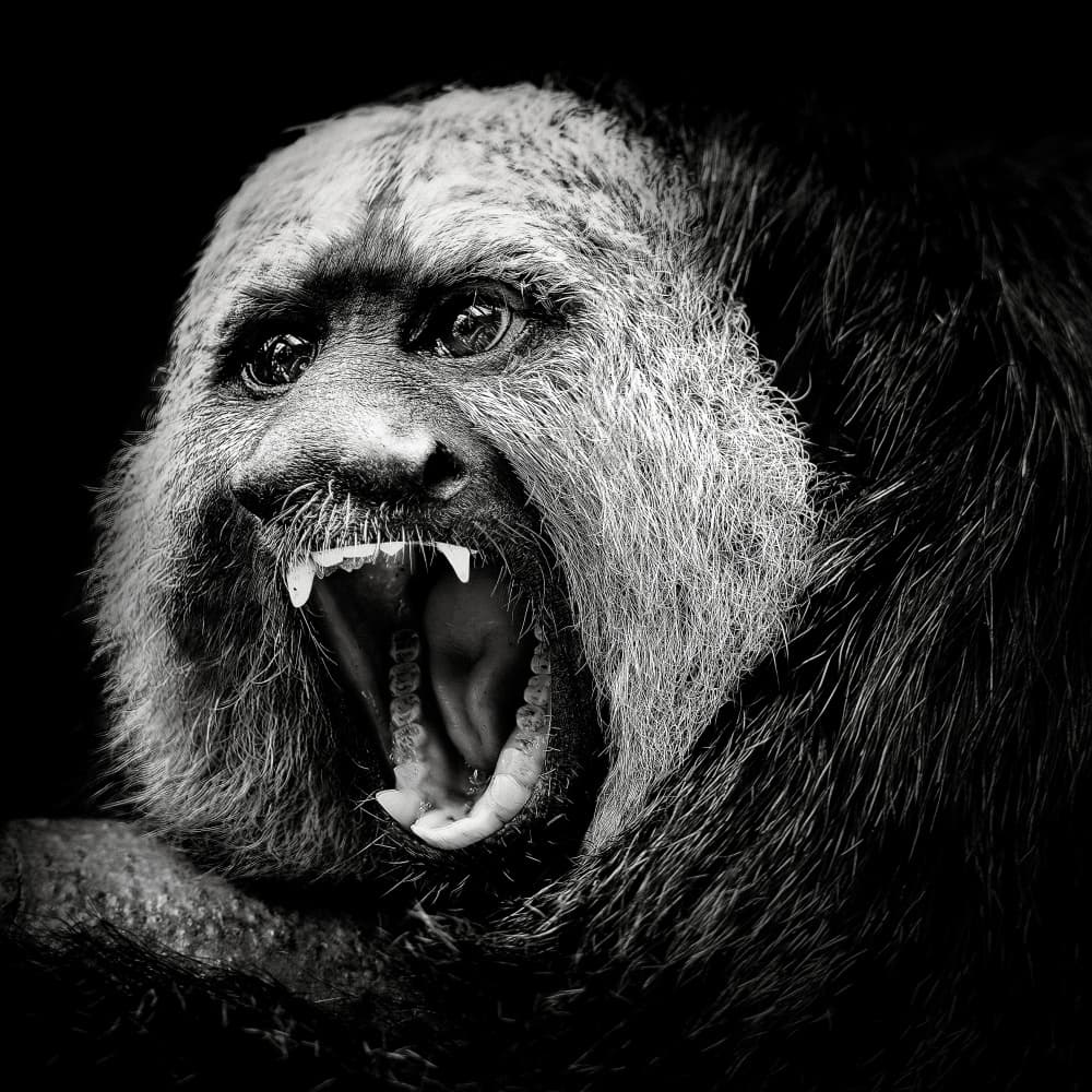White Faced Saki Roar by Christian Meermann — canvas wall art