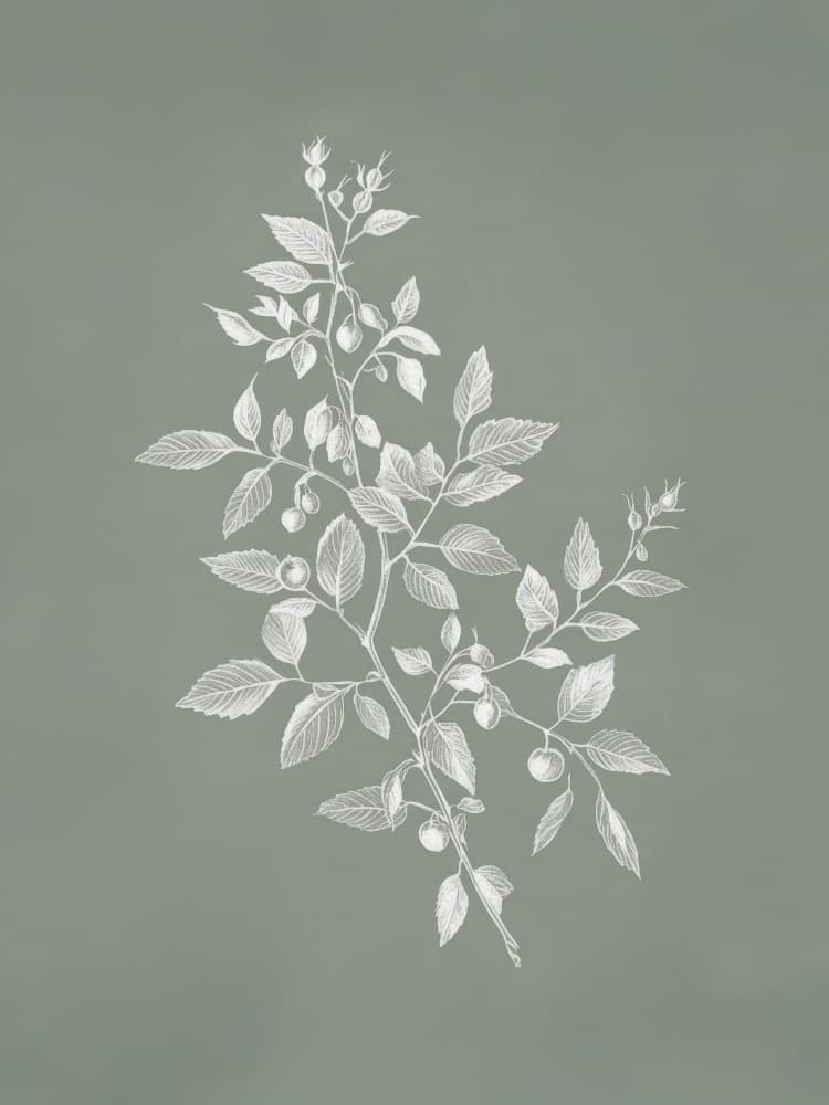 Delicate Berry Branch by Kathrin Pienaar — canvas wall art