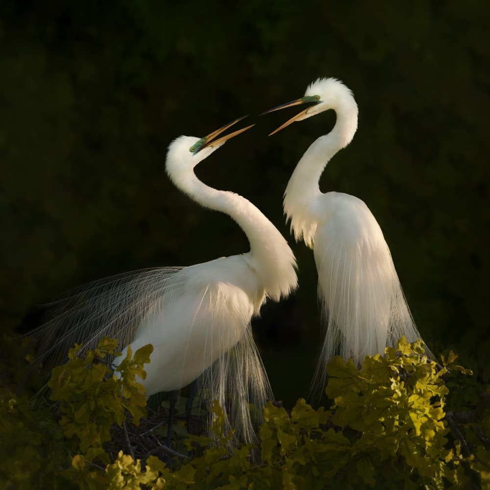 Graceful Egrets Courtship by Qing Zhao — canvas wall art