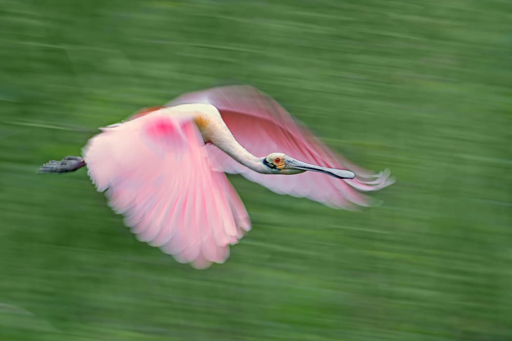 Pink Spoonbill in Flight by Cheng Chang — canvas wall art
