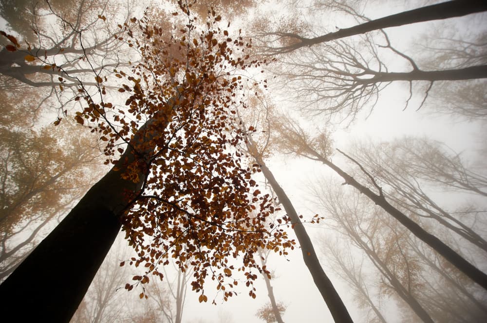 Golden Misty Canopy by Luc Baekelandt — canvas wall art