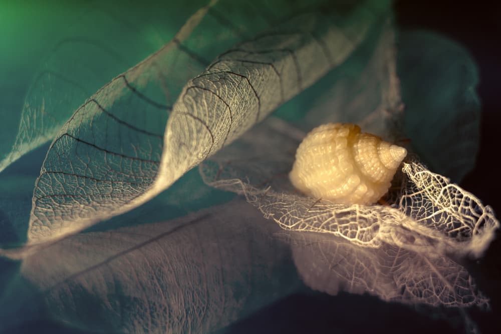 Snail Shell on Skeleton Leaf by Shihya Kowatari — canvas wall art