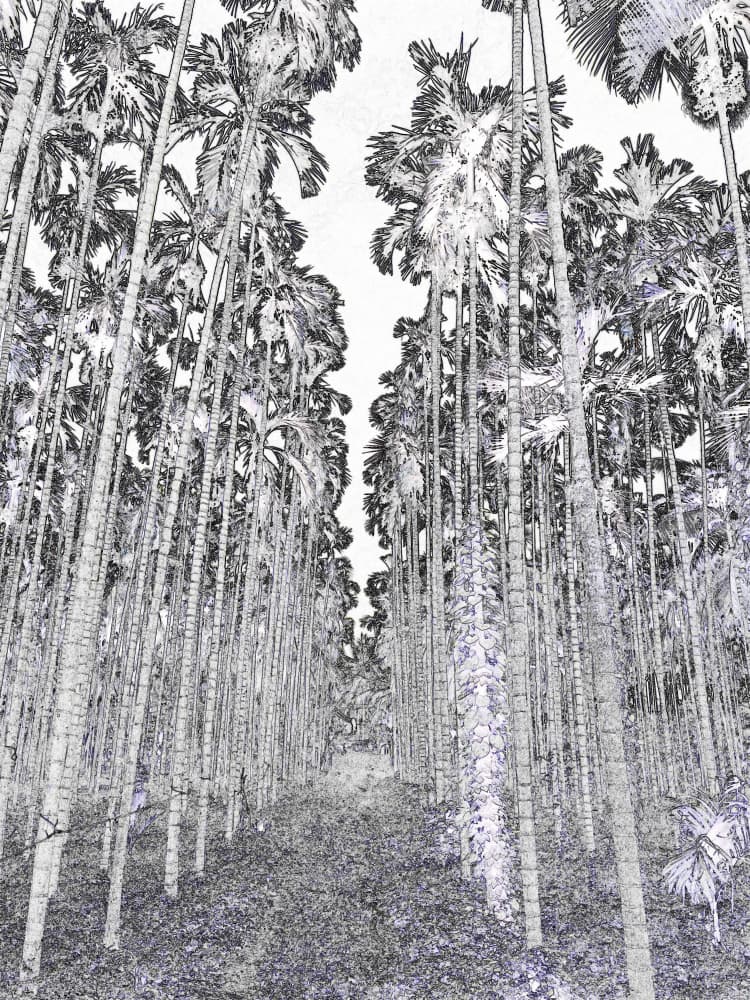 Towering Palm Grove by Santhosh ch — canvas wall art