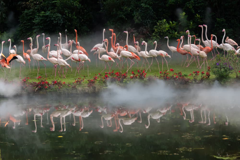Pink Flamingos Reflections by Yunarto Song — canvas wall art