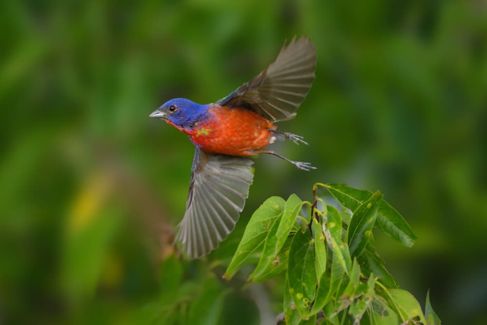 Vibrant Painted Bunting Flight by Mike He — canvas wall art