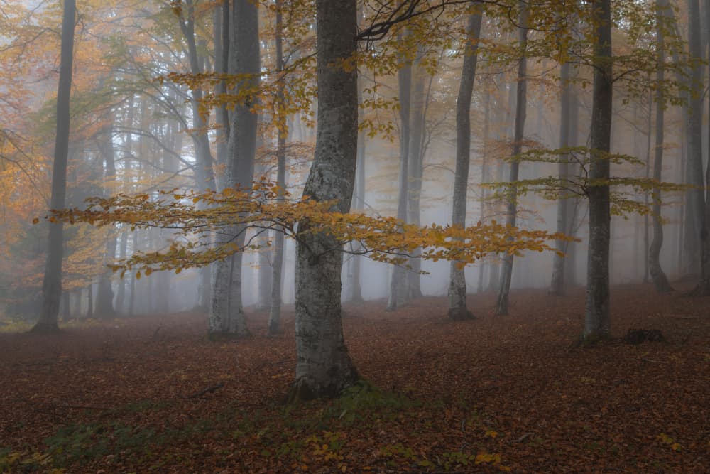 Misty Autumn Forest by Alexandru Ionut Coman — canvas wall art