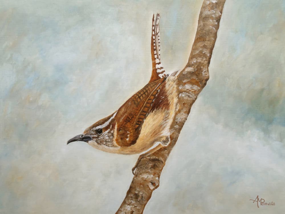 Carolina Wren on Branch by Angeles M. Pomata — canvas wall art