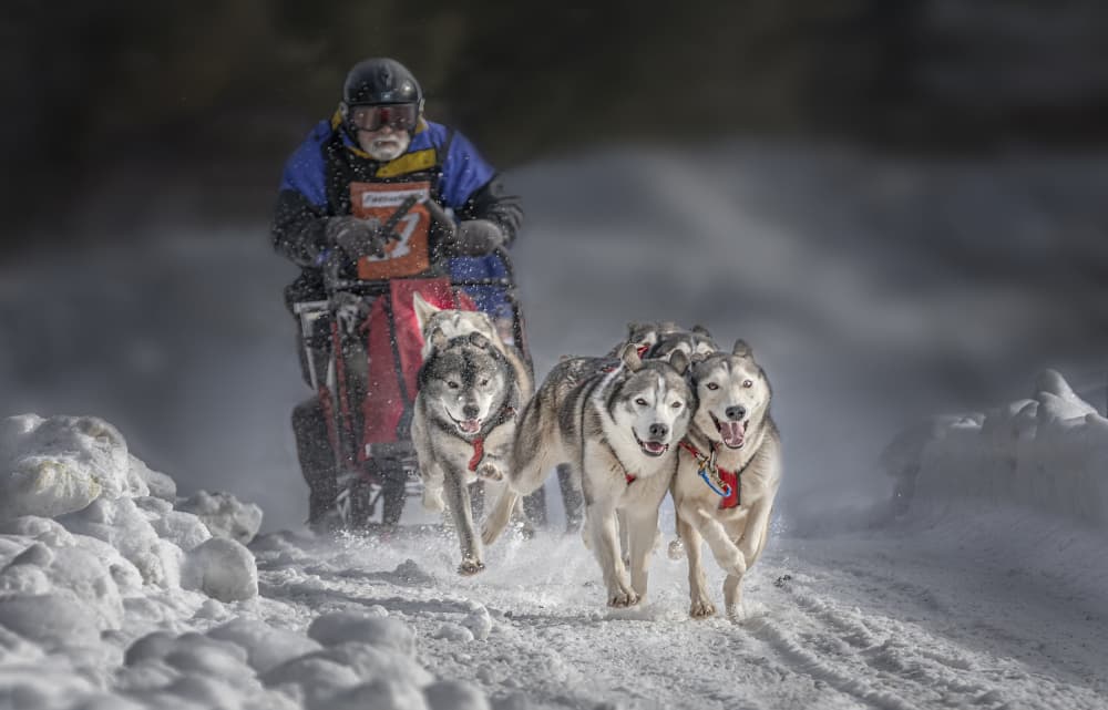Racing Sled Dogs by Molly Fu APA — canvas wall art