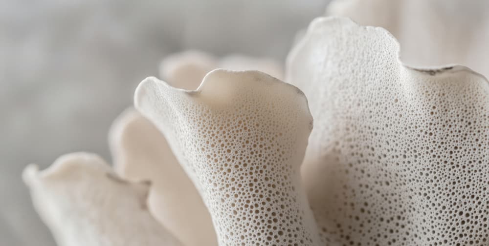 Porcelain Petals by Treechild — canvas wall art