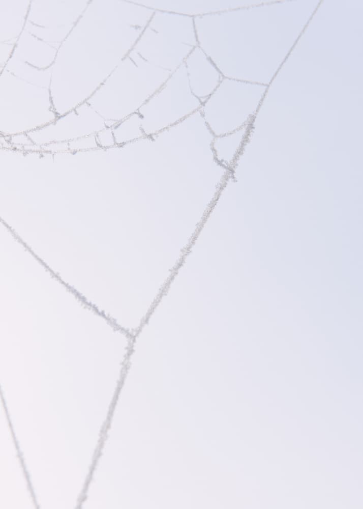 Frosted Spider Web by Lynann Colligan — canvas wall art