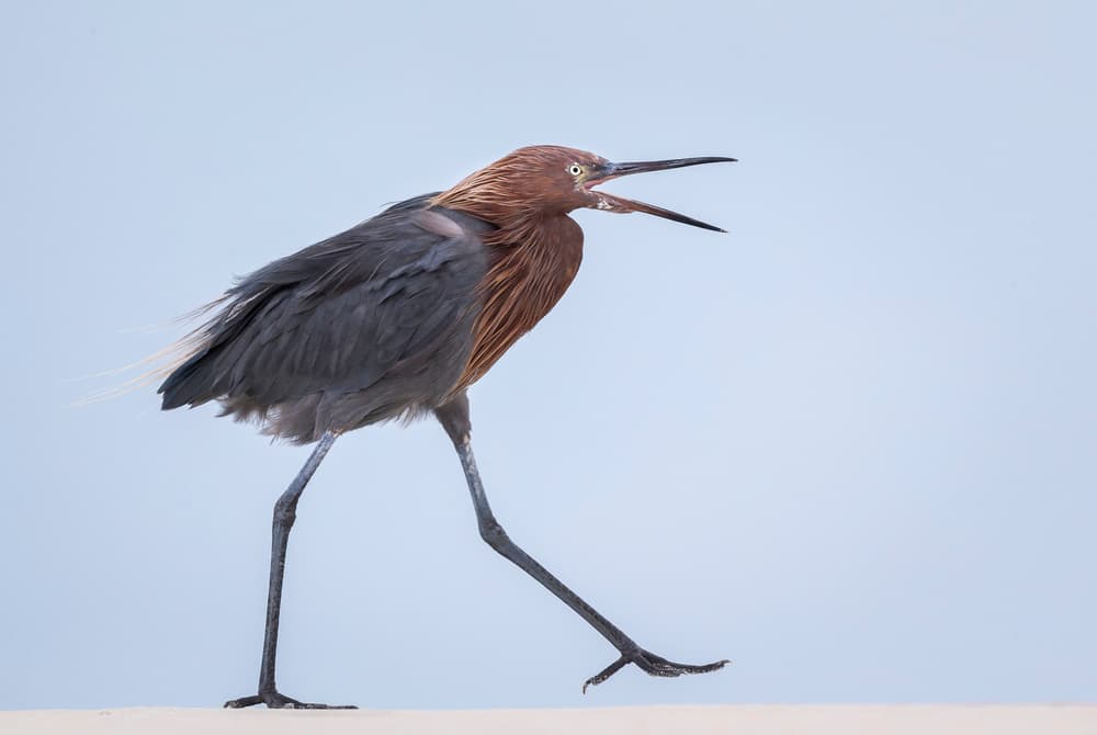Reddish Egret Calling by Greg Barsh — canvas wall art