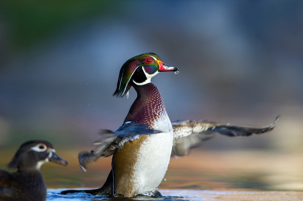 Iridescent Wood Duck Splashing by verdon — canvas wall art