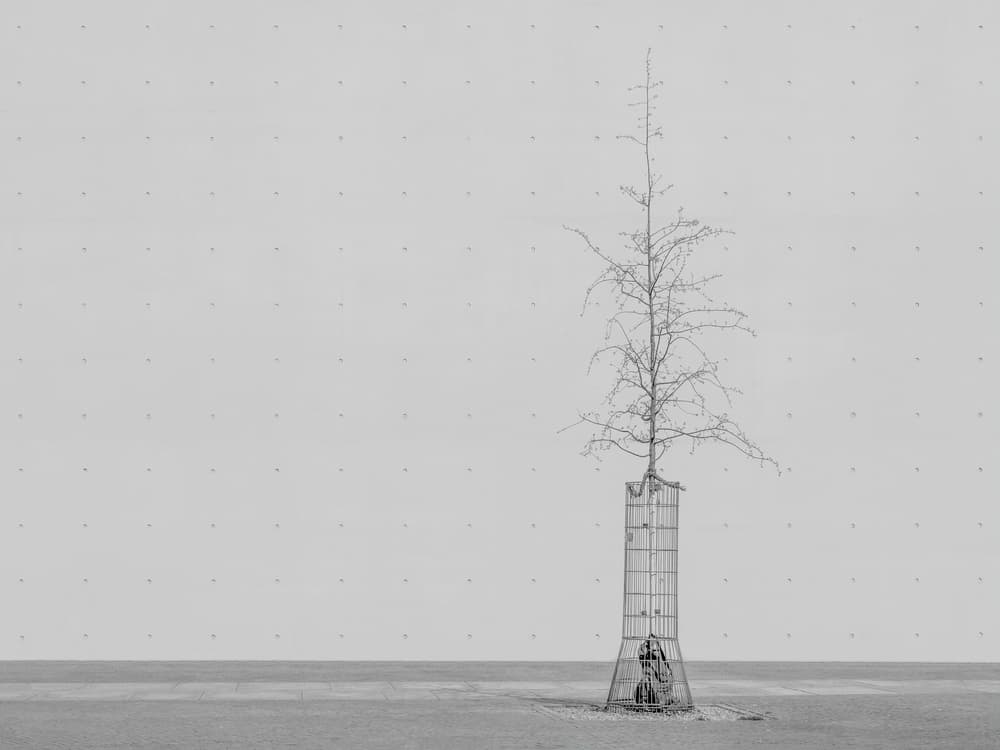 Minimalist Bare Tree by Klaus Lenzen — canvas wall art