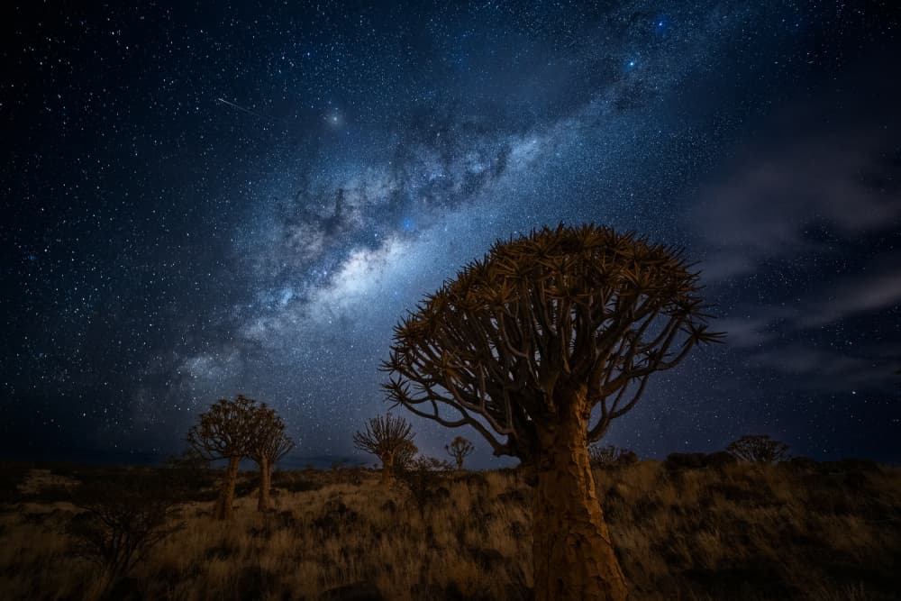 Starry Night Quiver Trees by Chao Feng 天馬 — canvas wall art