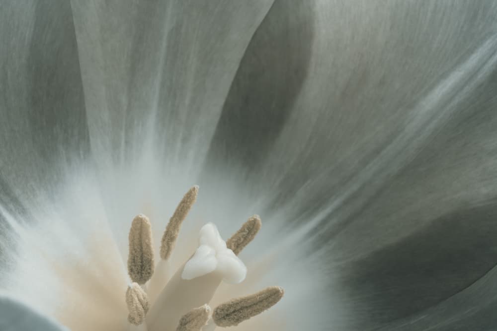 Soft Floral Heart by Bilge Paksoylu — canvas wall art