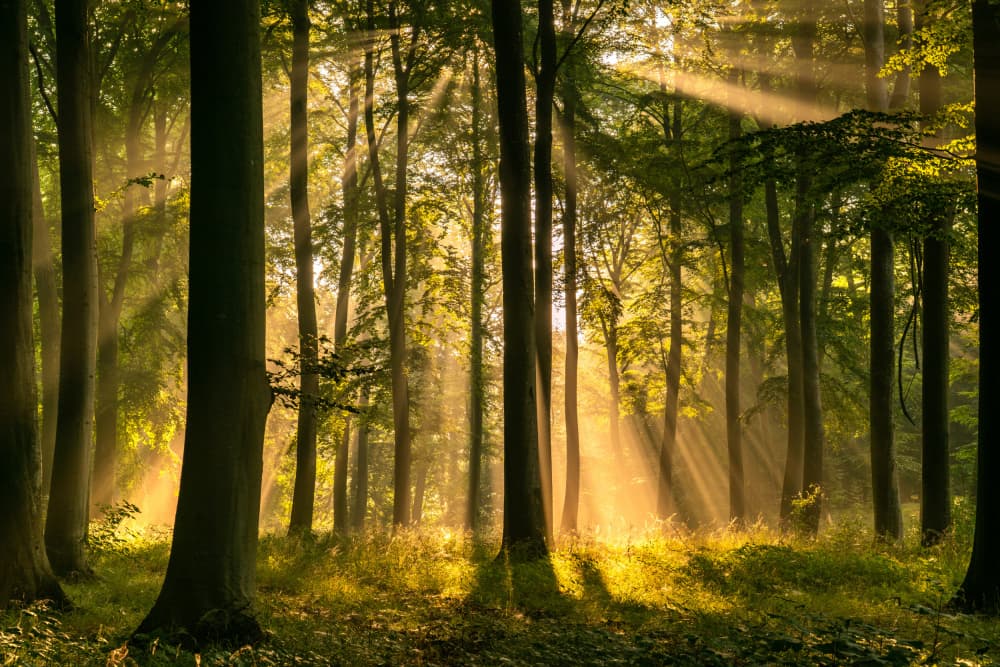 Golden Forest Sunbeams by Keller — canvas wall art