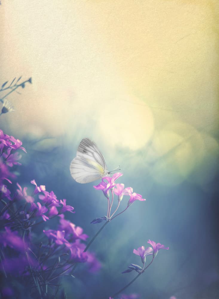 Dreamy Butterfly Garden by Takashi Suzuki — canvas wall art