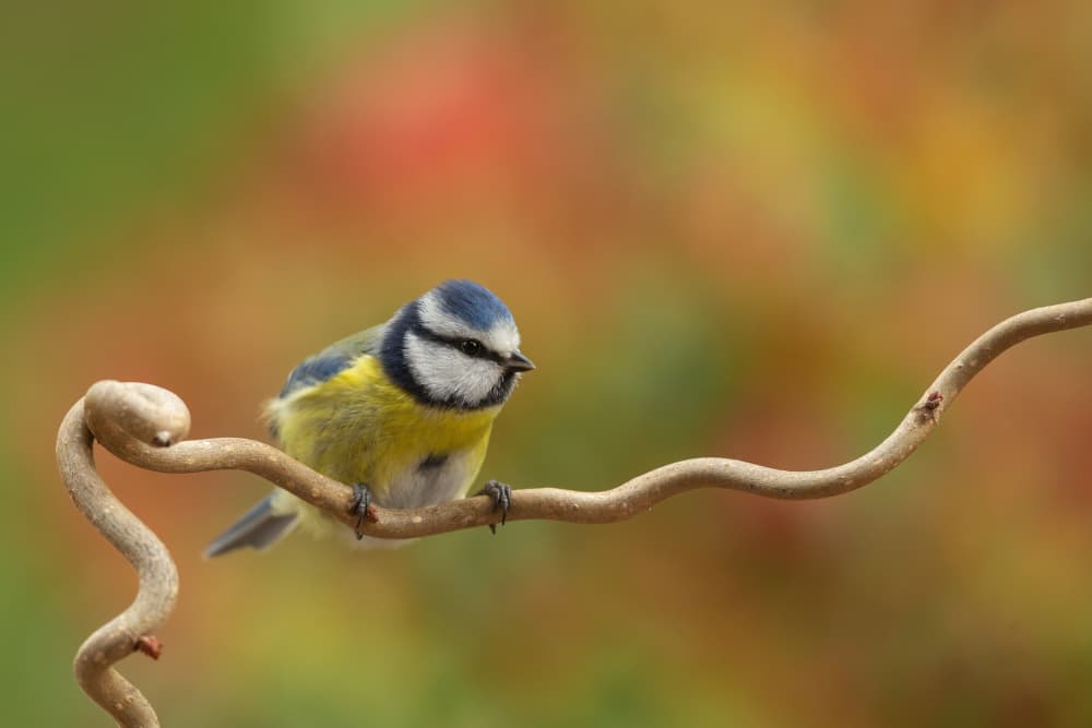 Vibrant Blue Tit by Annie Keizer — canvas wall art