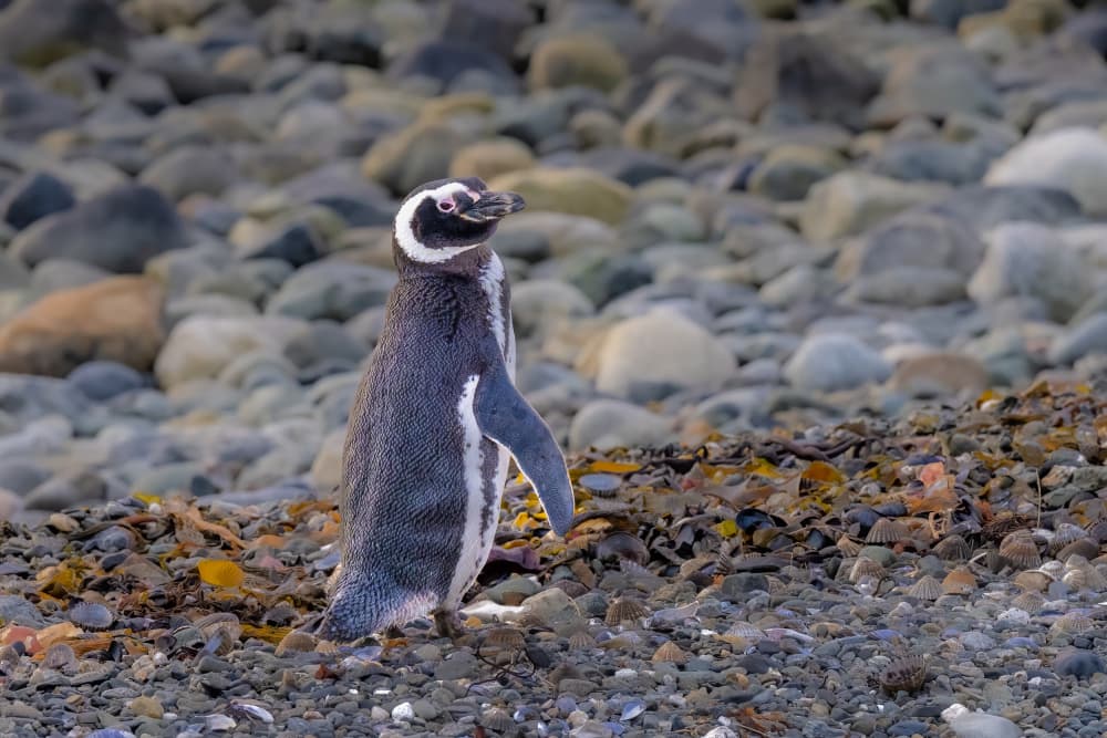 Wild Penguin on Rocky Beach by Jeffrey C. Sink — canvas wall art