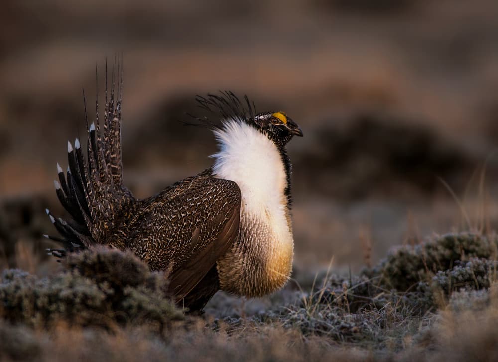 Displaying Sage Grouse by verdon — canvas wall art