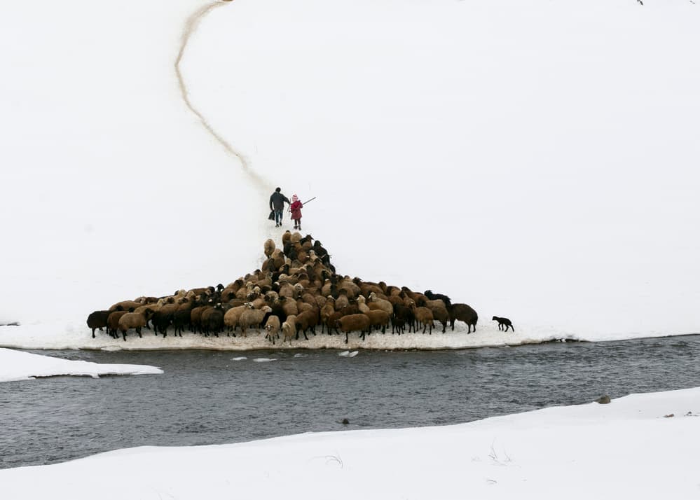 Winter Sheep Journey by Feyzullah Tunç — canvas wall art