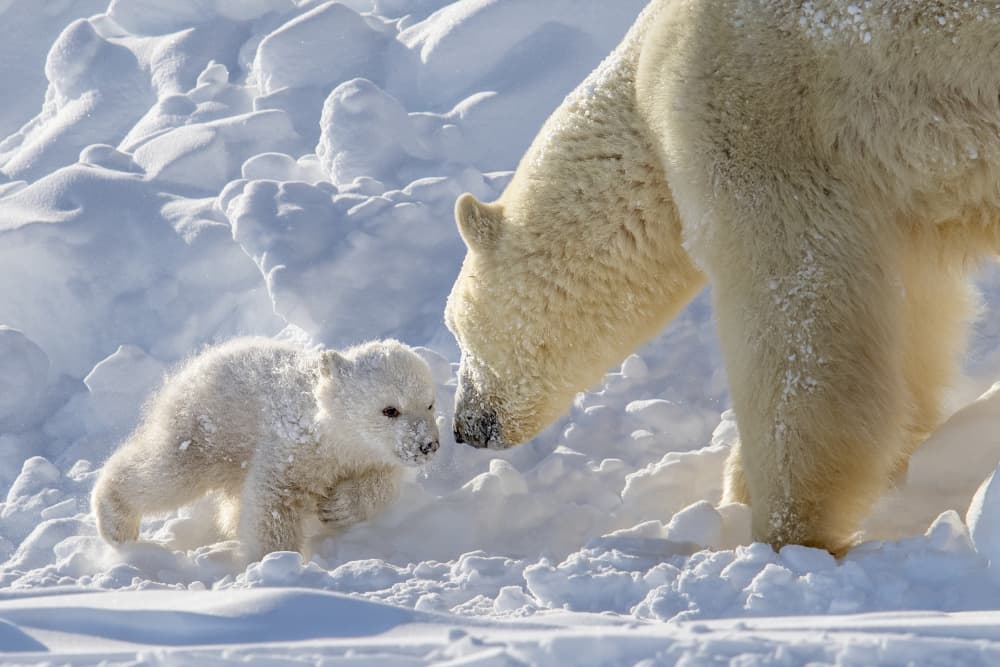 Polar Bear Mother And Cub by Hung Tsui — canvas wall art