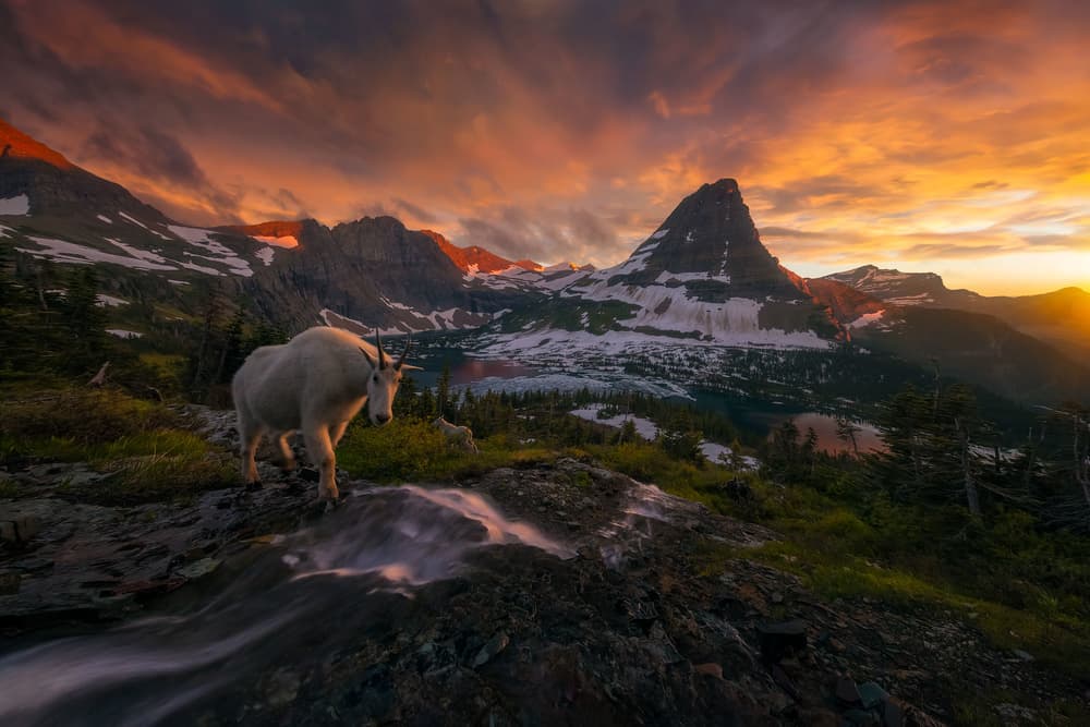 Glacier Mountain Goat Sunset by Ryan Dyar — canvas wall art