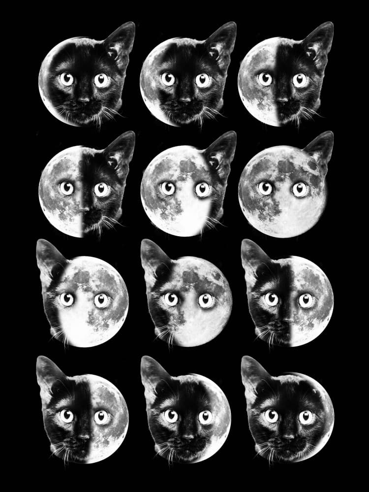 Cat Moon Phases by Dikhotomy — canvas wall art