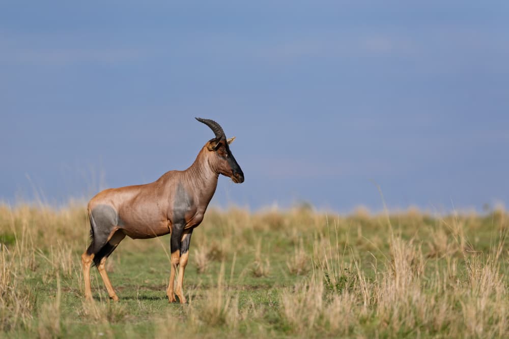 African Topi Standing by Alessandro Catta — canvas wall art