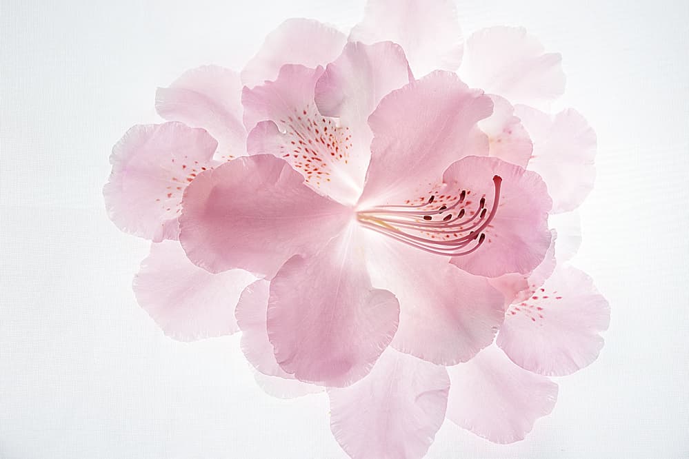 Soft Pink Rhododendron Bloom by Ludmila Shumilova — canvas wall art