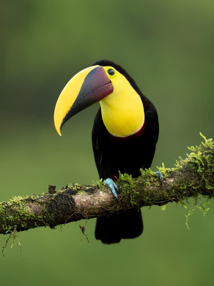 Vibrant Toucan Portrait by Milan Zygmunt — canvas wall art