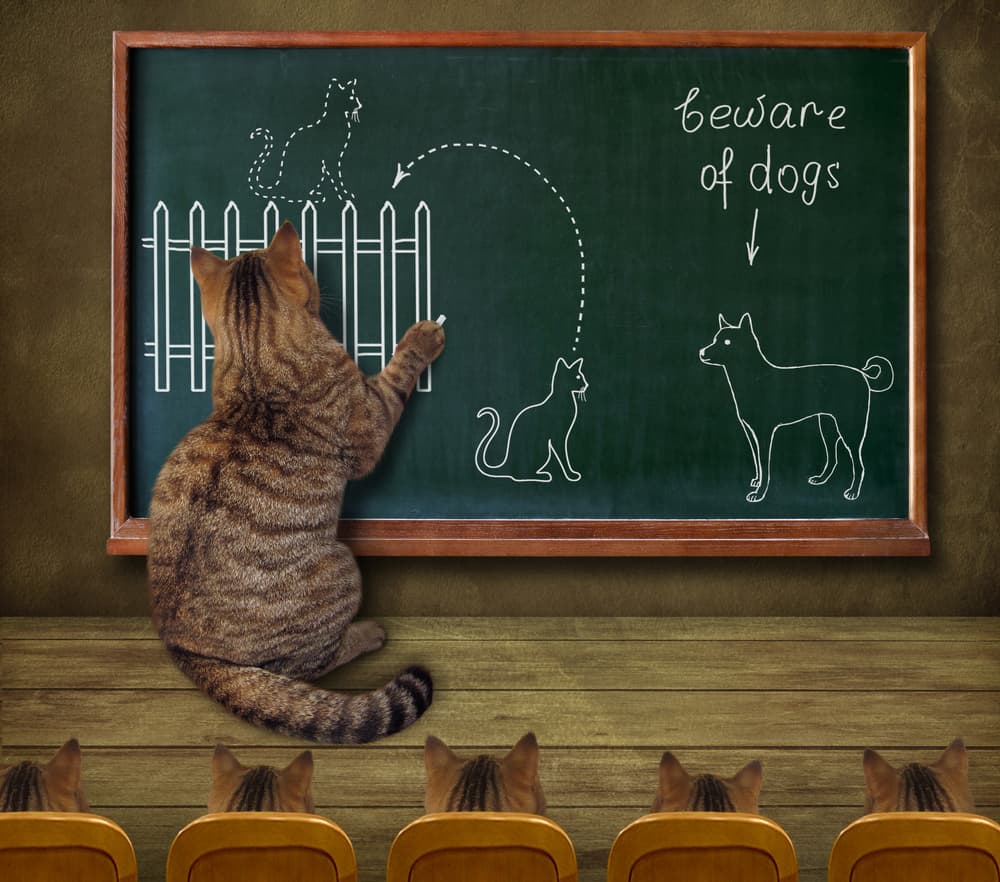 Cat School Lesson by Iryna Kuznetsova (Iridi) — canvas wall art