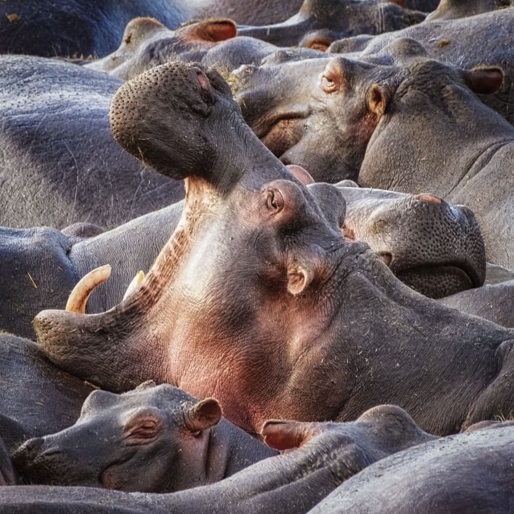 Yawning Hippo Herd by Martin Steeb — canvas wall art