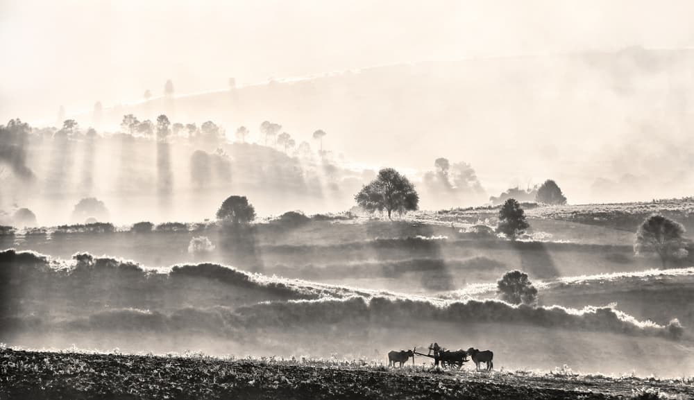 Oxen Plowing Through Mist by Lou Urlings — canvas wall art