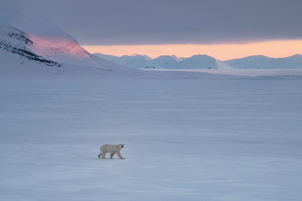 Polar Bear Arctic Twilight by Susanne Landolt — canvas wall art