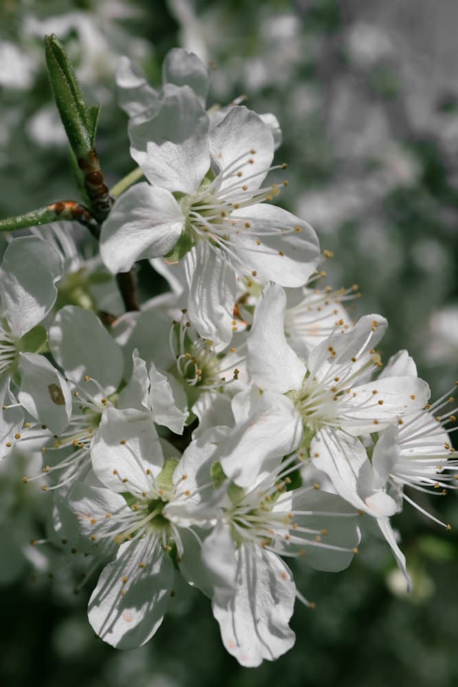 White Spring Blossoms by Rosana Laiz Blursbyai — canvas wall art