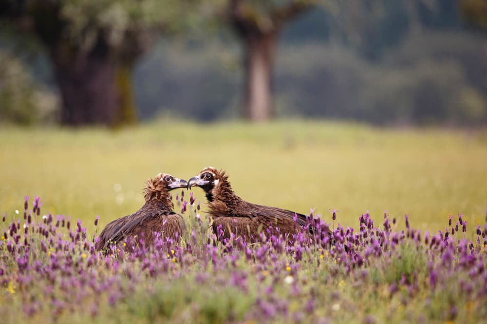 Vulture Love In Lavender by Mario Suárez — canvas wall art