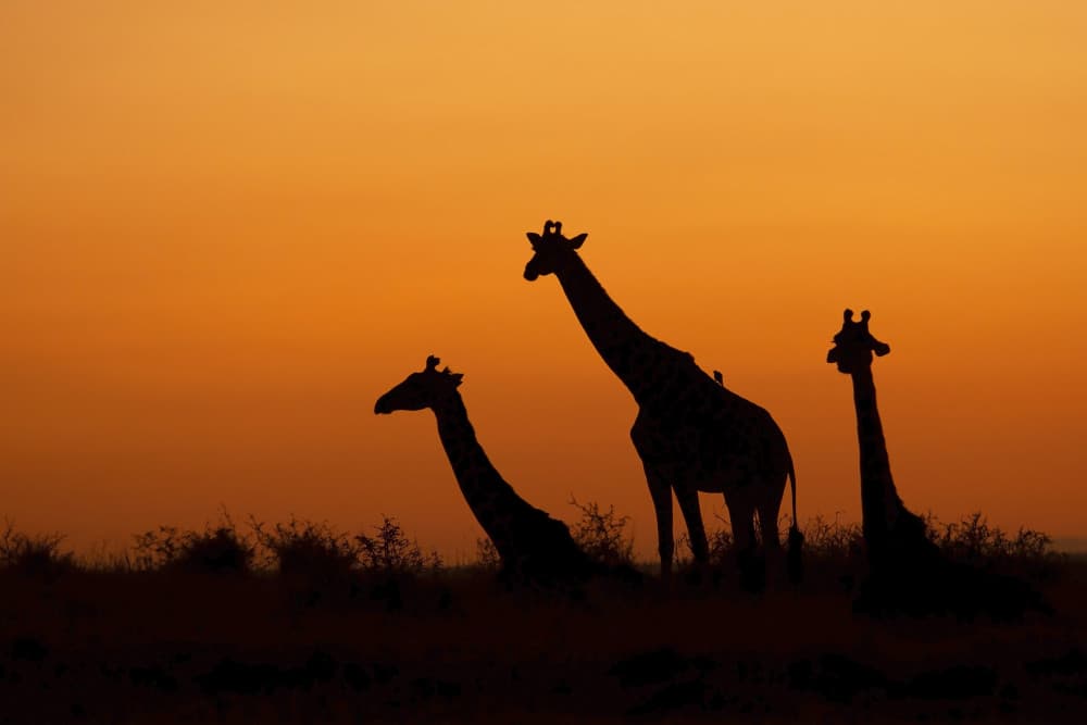 African Sunset Giraffes by Marco Pozzi — canvas wall art