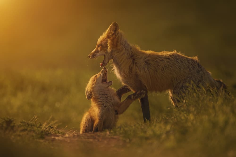 Golden Hour Foxes by Rob Li — canvas wall art
