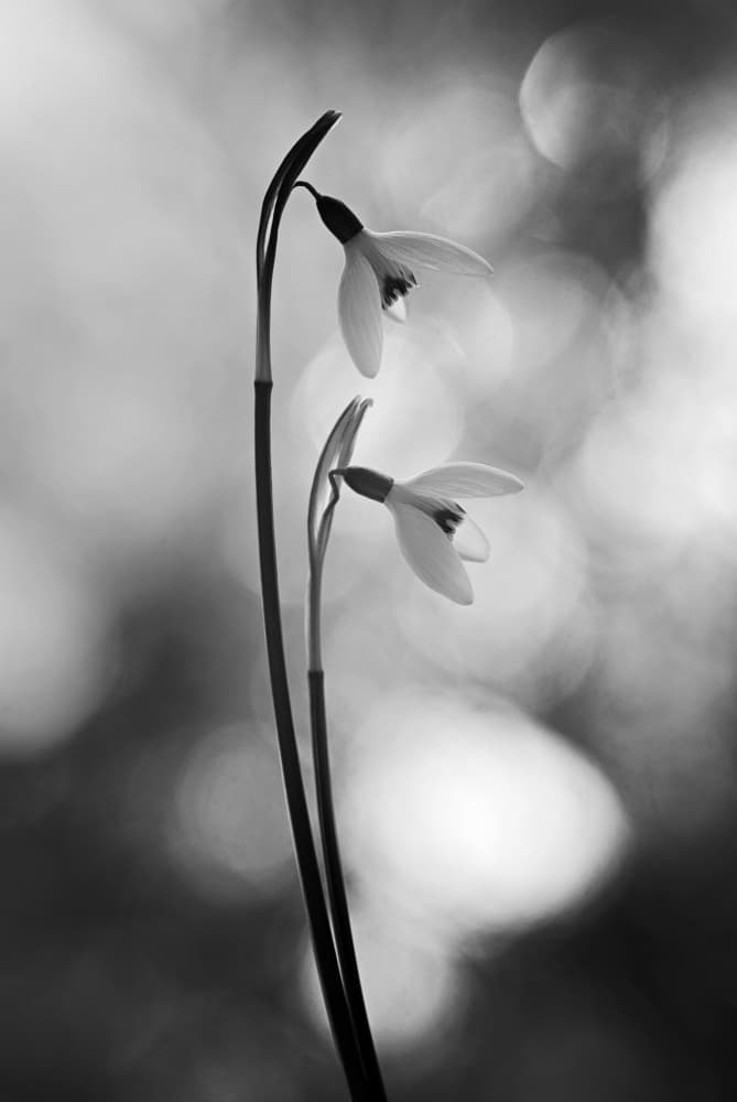 Delicate Snowdrop Blooms by Lotte Grønkjær — canvas wall art