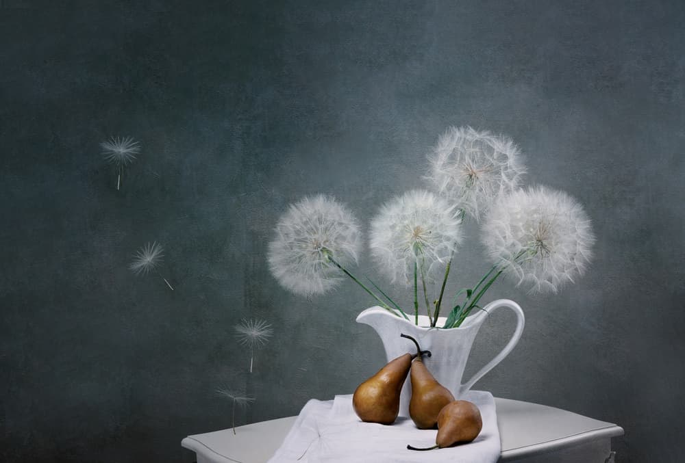 Delicate Dandelion Still Life by Saleh Swid — canvas wall art