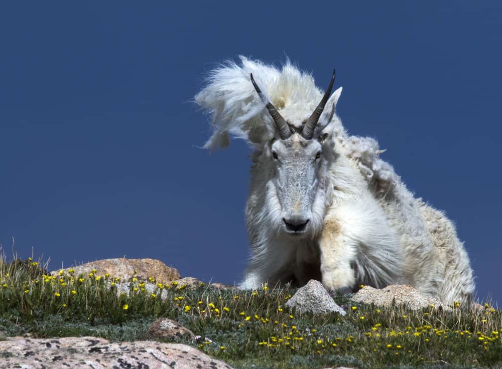 Majestic Mountain Goat by verdon — canvas wall art